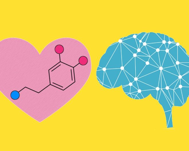 La scienza dell’innamoramento: così l’amore potrebbe alterare la biologia del cervello