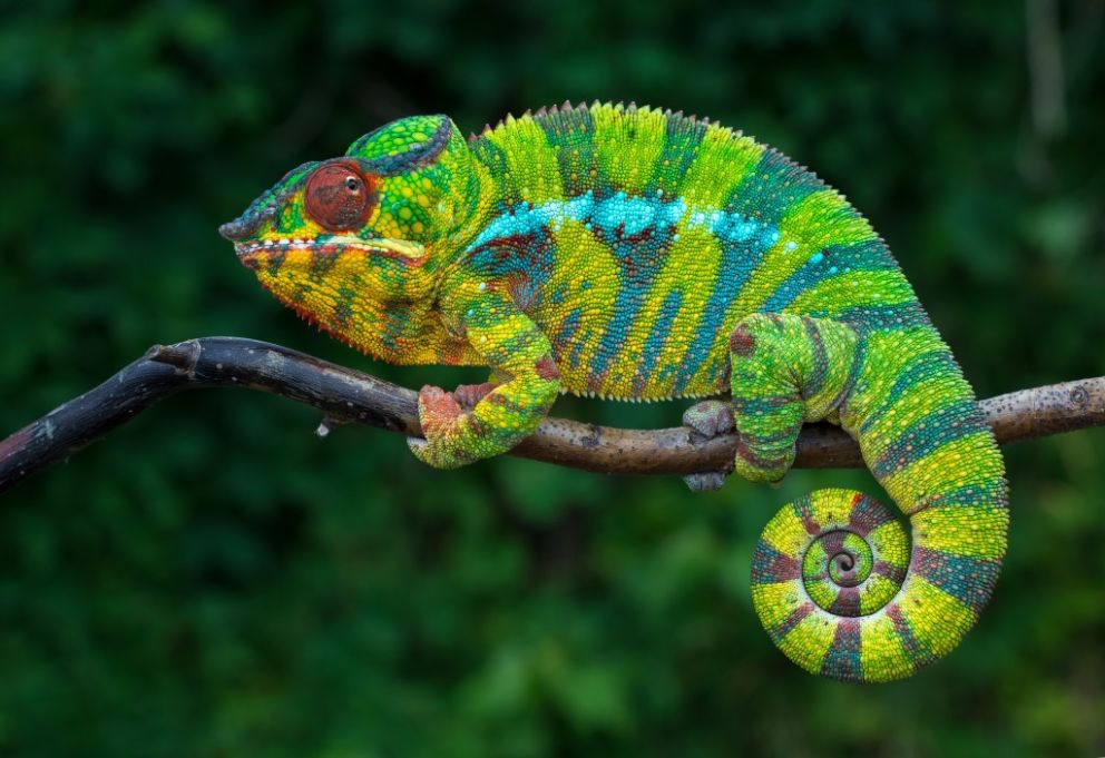 La Biologia Dei Colori Università Vita Salute San Raffaele