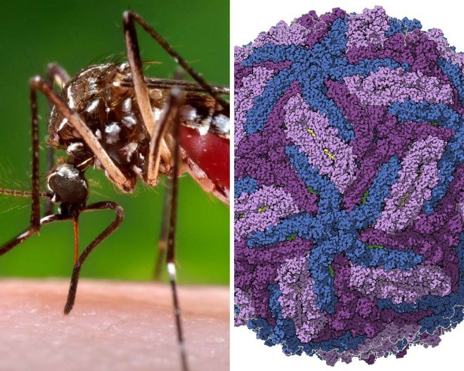 Virus Zika: identificata una potenziale “porta di accesso” al feto.