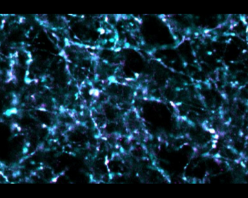 Ricerca UniSR sviluppa metodo rivoluzionario per rilevare in tempo reale l’attività delle sinapsi