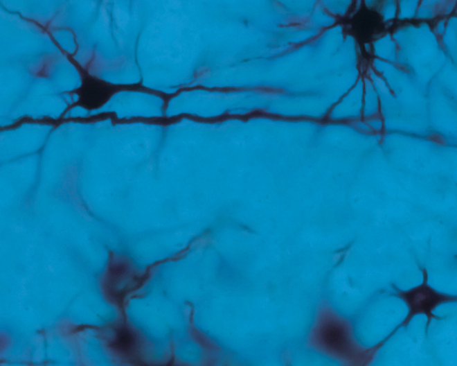 Un viaggio nel futuro delle neuroscienze