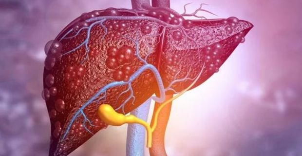 Identified a new subset of liver cells: they could be effective against hepatitis B