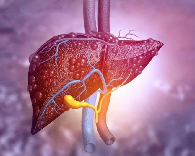 Identified a new subset of liver cells: they could be effective against hepatitis B