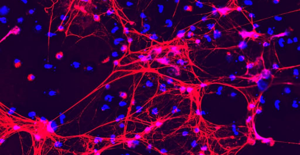 Controfigure: la nuova mostra del San Raffaele in tour nei festival della scienza
