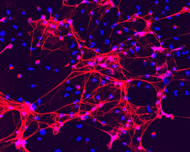 Controfigure: la nuova mostra del San Raffaele in tour nei festival della scienza