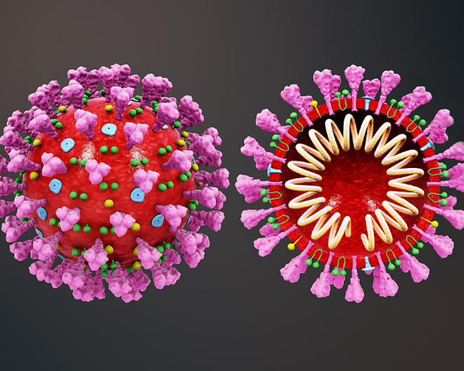 Viaggio al centro del virus: com’è fatto SARS-CoV-2