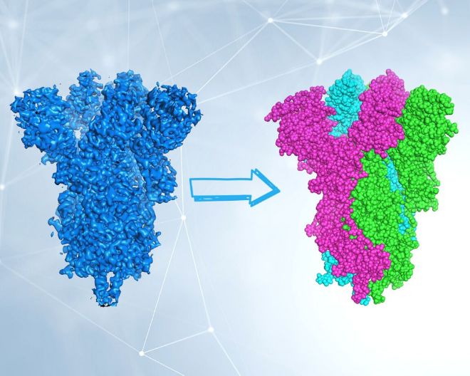 La criomicroscopia elettronica: piccoli elettroni per visualizzare grandi molecole 