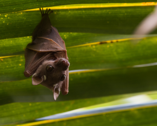 Dal pipistrello all’uomo: il 