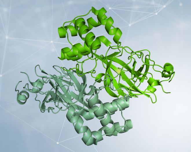 Sviluppare antivirali in modo razionale: “spuntare” le forbici di SARS-CoV-2