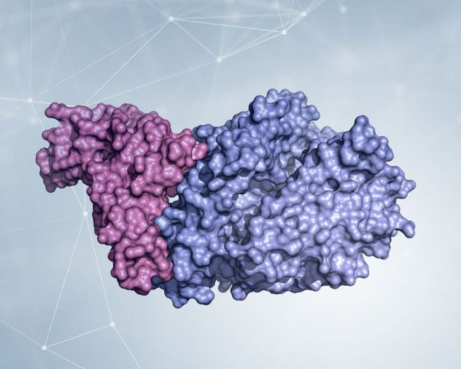 La biologia strutturale per SARS-CoV-2: la proteina Spike 
