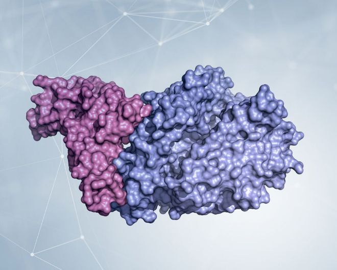 Structural biology for SARS-CoV-2: the Spike protein