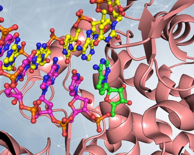 RNA polymerase, the SARS-CoV-2 “sloppy photocopier”