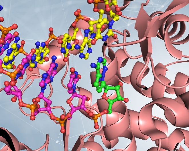 RNA polimerasi, la “fotocopiatrice distratta” di SARS-CoV-2